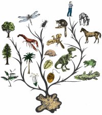 Evoluce - strom vývoje